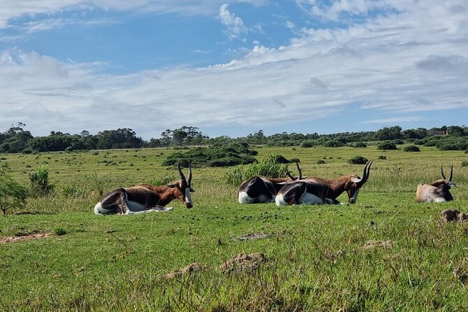 Kragga Kamma Game Park Safari Guided Tour in Port Elizabeth - Price and value at $63.42, what you’re really paying for