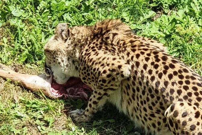 Kragga Kamma Game Park Safari Guided Tour in Port Elizabeth - Who should book this safari, and who might want a different plan