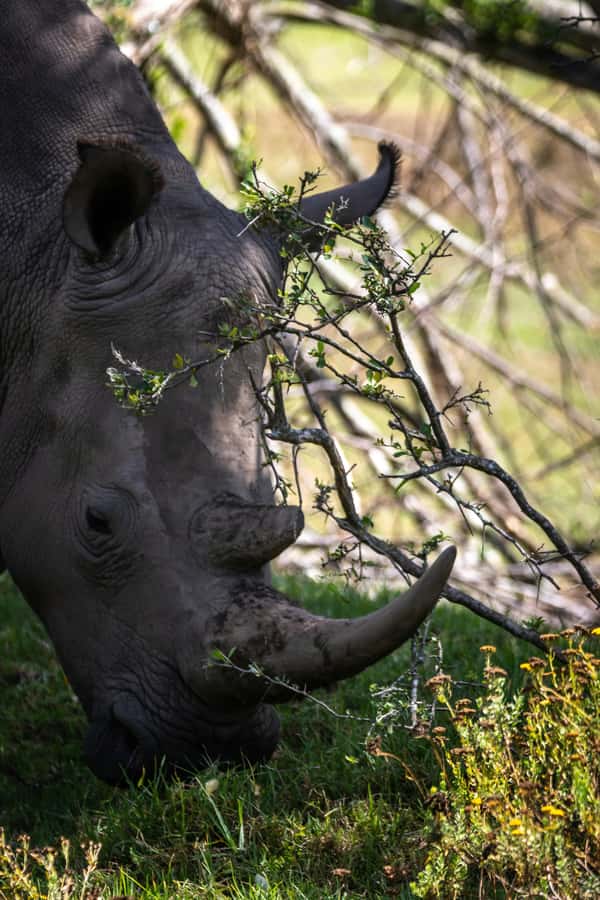 KRAGGA KAMMA GAME PARK - Port Elizabeth pickup to smooth return, the logistics that keep you relaxed