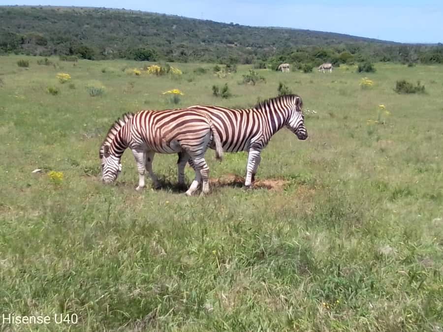 Kragga Kamma Safaris And Shore Excursions - Key Things You’ll Notice Right Away