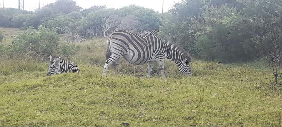 Kragga Kamma Safaris And Shore Excursions - Why Kragga Kamma Works So Well as a Port Elizabeth Shore Safari