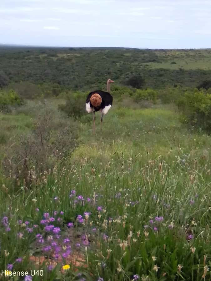 Kragga Kamma Safaris And Shore Excursions - Inside Kragga Kamma: Small Reserve, Big Animal Activity