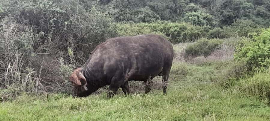 Kragga Kamma Safaris And Shore Excursions - Getting There Fast, Then Settling In on a Jeep or SUV
