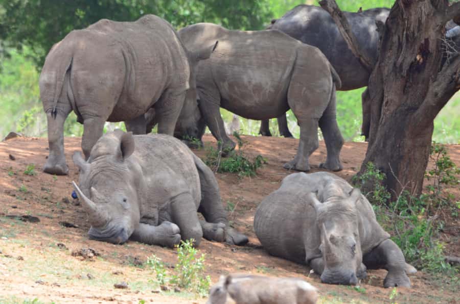 Kruger Morning Game Drive from Marloth Park & Komatipoort - Price and value: what $74 really buys you (and what adds up)