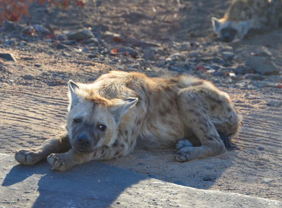 Kruger Morning Game Drive from Marloth Park & Komatipoort - What to bring, and what to expect from the 6 hours
