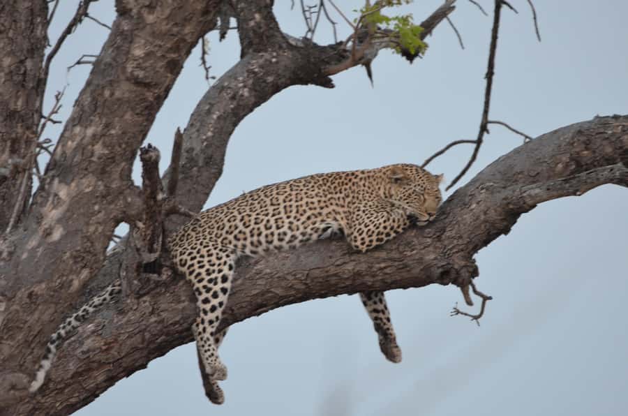 Kruger Morning Game Drive from Marloth Park & Komatipoort - Who this safari suits best