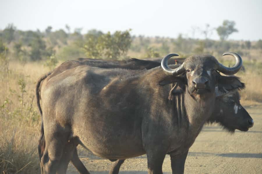 Kruger Morning Game Drive from Marloth Park & Komatipoort - Breakfast stop at a picnic site or rest camp: how to fuel the day
