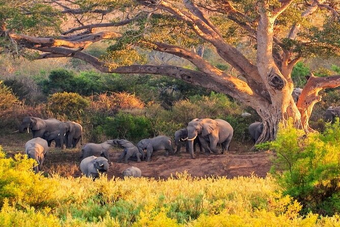 Kruger National Park. 2 Days Best Ever Safari from Cape Town - Johannesburg to the Kruger Area: A Long Drive That You Can’t Skip