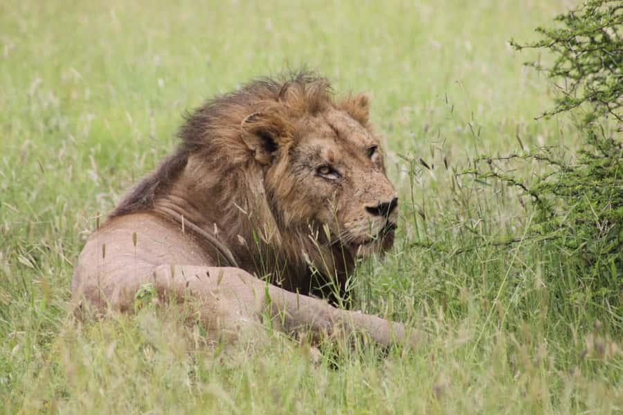 Kruger National Park: 3 Day Safari Tour - Key points to know before you go