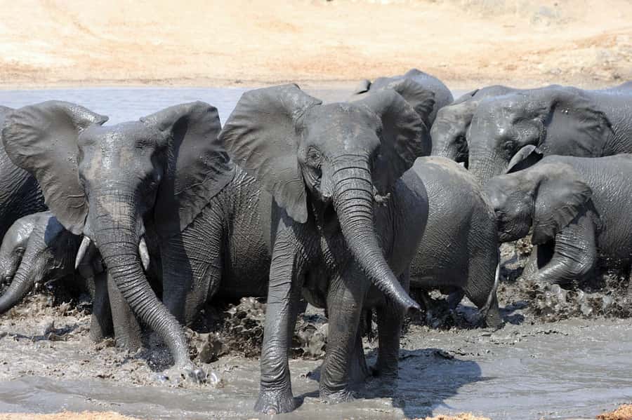 Kruger National Park: 3 Day Safari Tour - Private Sunset Safari, and Why the Golden Hour Still Matters