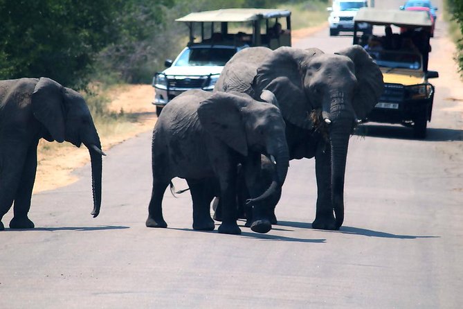 Kruger National Park 3 Days Best Ever Safari from Cape Town - Day 1 Afternoon Game Drive, Then Tembo Guest Lodge in Hazy View