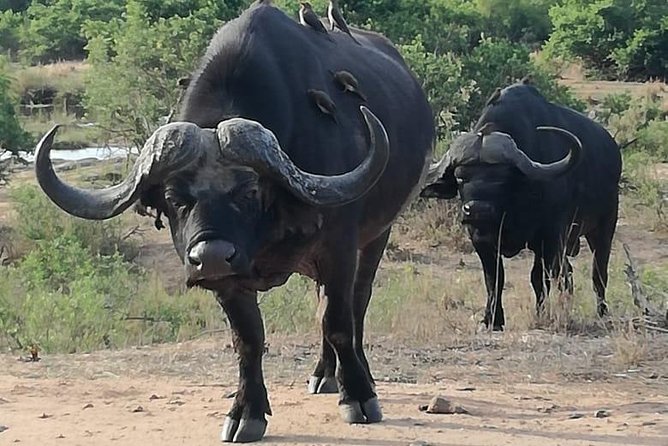 Kruger National Park 3 Days Best Ever Safari from Cape Town - Guides and the Big Five Hunt: What Your Guide Skill Actually Changes