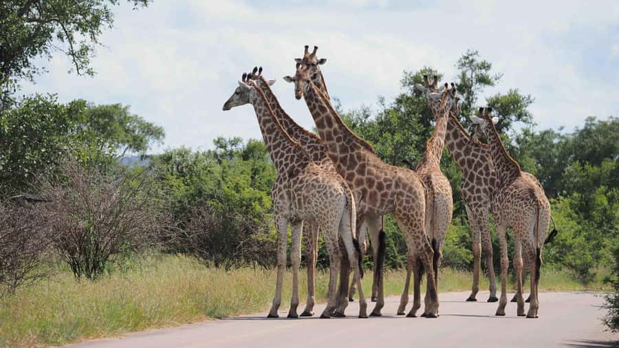 Kruger National Park 3 Days Best Ever Safari from Cape Town - Price and Value: When $1,899 Makes Sense, and When It Might Not