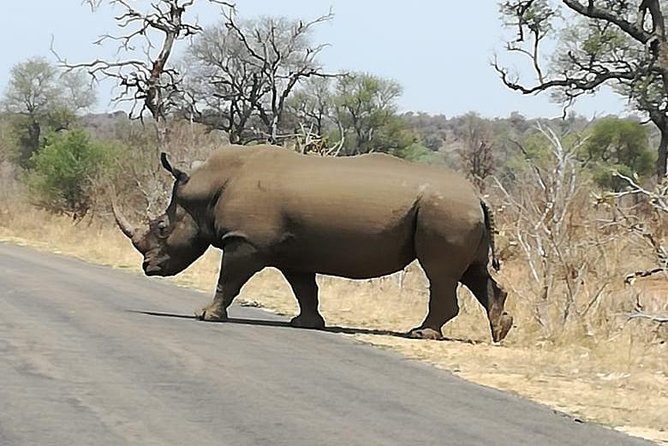 Kruger National Park 3 Days Best Ever Safari from Cape Town - Cape Town to Kruger Mpumalanga: The Route and Why Timing Matters