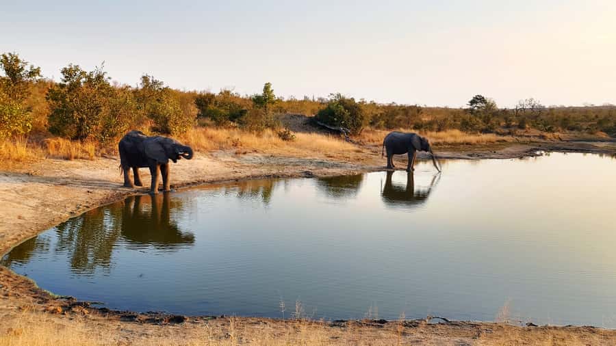Kruger National Park: 3-Hour Walking Safari - Key things to know before you go