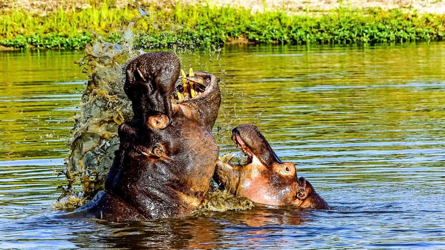 Kruger National Park: 3-Hour Walking Safari - What the 3-hour walk in Kruger is really like