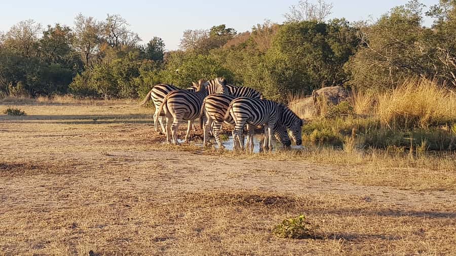 Kruger National Park: 3-Hour Walking Safari - Tracking animals by signs, not luck