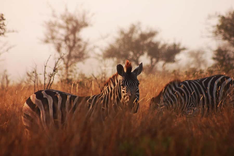 Kruger National Park - 4 Day Safari Tour - Key takeaways before you go