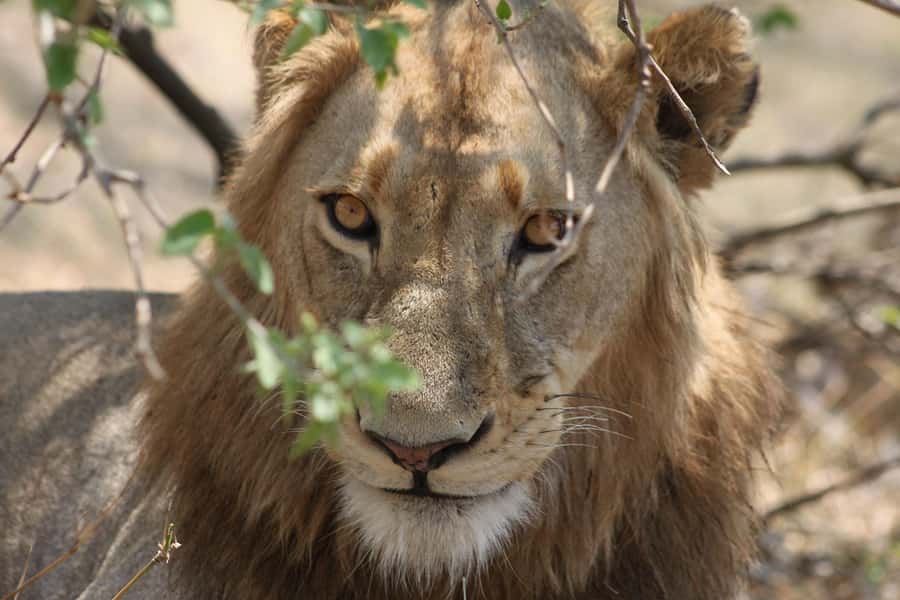Kruger National Park - 4 Day Safari Tour - Day 1: Johannesburg transfer to Hoedspruit, then a private reserve at sunset
