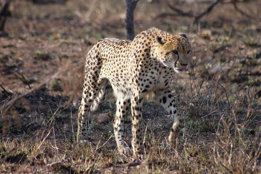 Kruger National Park - 4 Day Safari Tour - Price and what $946 buys you over 4 days