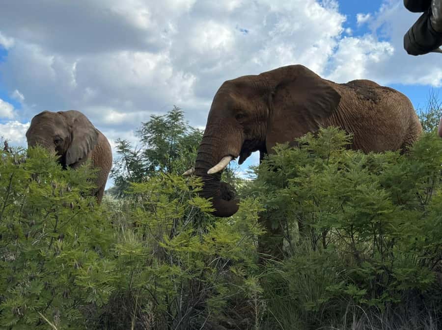 Kruger National Park: 4-Day Ultimate Safari Tour - Key Points You’ll Care About