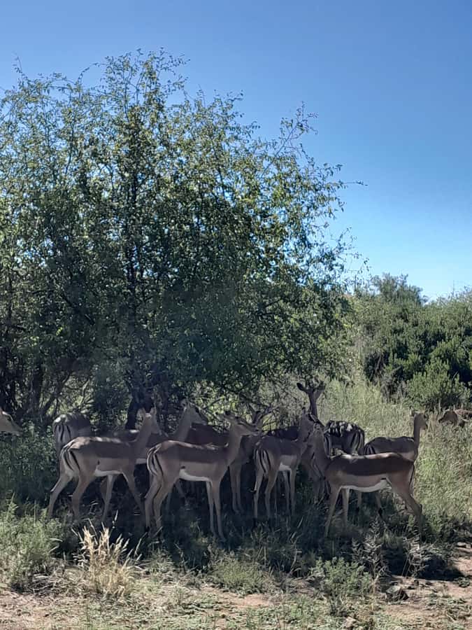 Kruger National Park: 4-Day Ultimate Safari Tour - Day 1: Johannesburg to Kruger, Panorama Route Views First