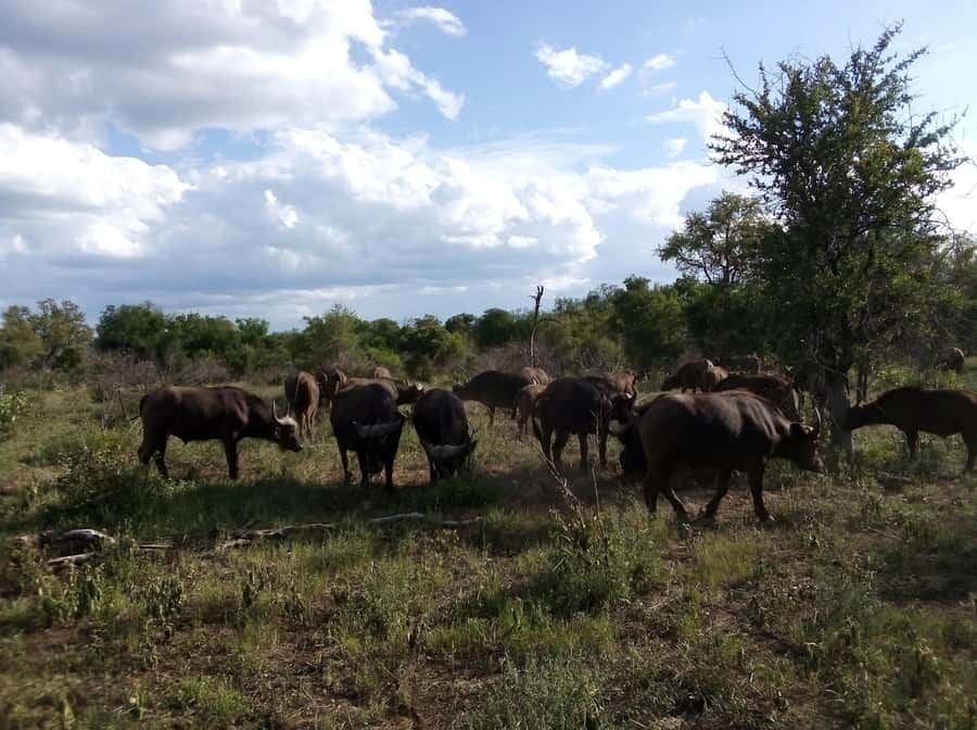 Kruger National Park: 4-Day Ultimate Safari Tour - Lodge Nights Inside Kruger, Dinner Included