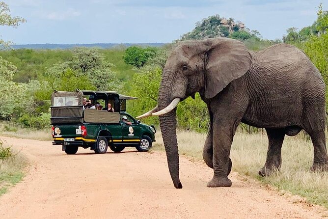 Kruger National Park Afternoon Private safari - Price and What You Really Pay for at the Park Gate