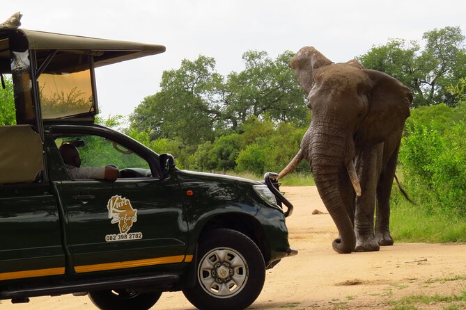 Kruger National Park Afternoon Private safari - What to Bring for an Afternoon Safari in Kruger