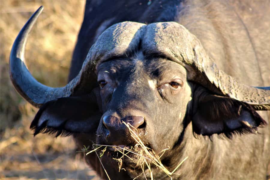 Kruger National Park Afternoon Safari - Why a 5-Hour Afternoon Kruger Safari Works