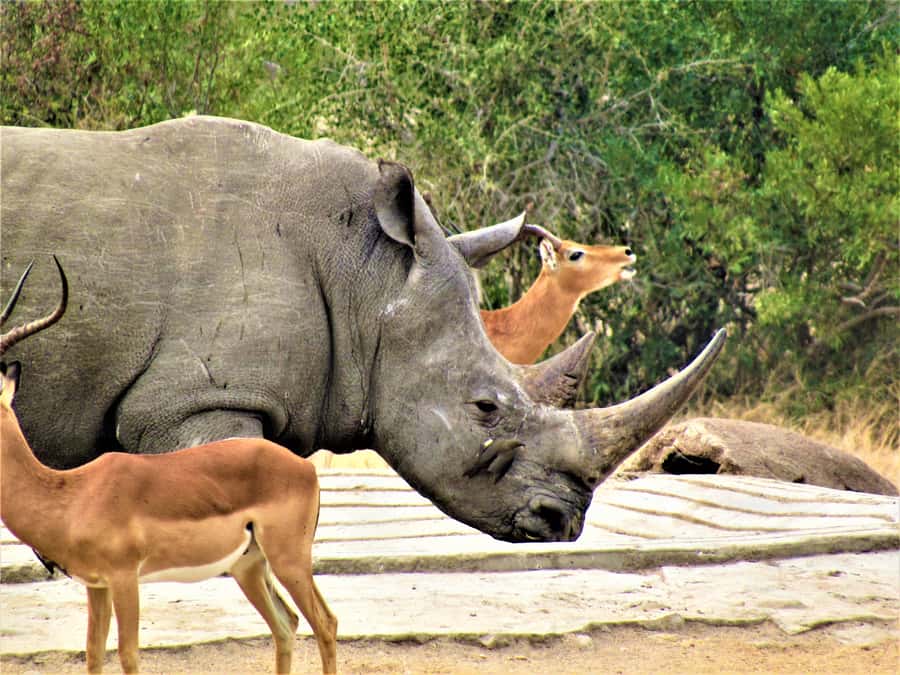 Kruger National Park Afternoon Safari - The Guide Experience: When Pausing Makes the Trip
