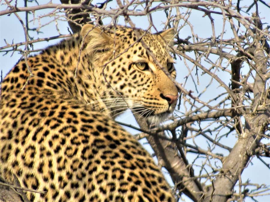 Kruger National Park Afternoon Safari - Timing Tips: How to Get More From Five Hours