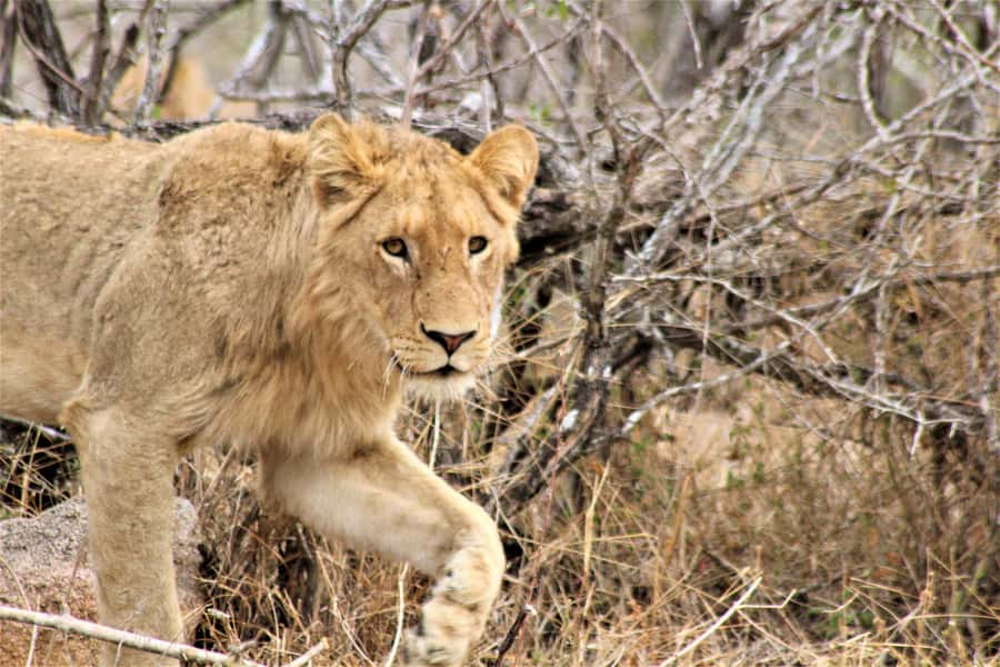Kruger National Park Afternoon Safari - Should You Book This Afternoon Safari? My Take