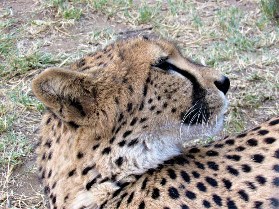 Kruger National Park Afternoon Safari - Your Ride Matters: Open Safari Vehicle vs Closed Air-Conditioned Option