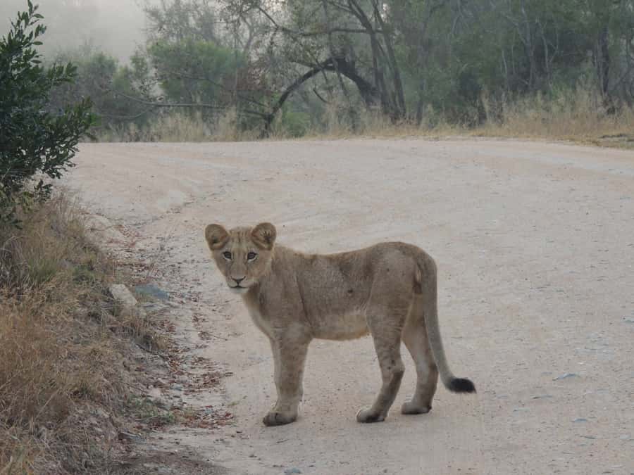 Kruger National Park: Full-Day Game Drive with Pickup - What Makes Kruger’s Open-4x4 Game Drive Feel Different