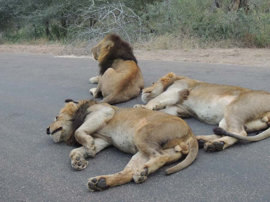 Kruger National Park: Full-Day Game Drive with Pickup - Your Day Starts Early, and That Sets Up Better Wildlife Odds