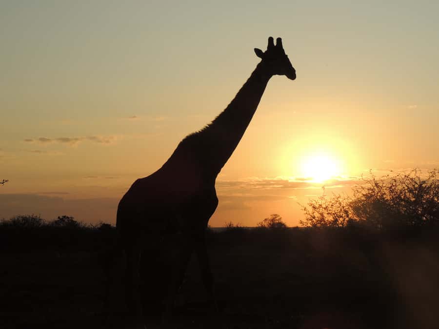 Kruger National Park: Full-Day Game Drive with Pickup - What Two Rest Camp Meal Stops Actually Give You