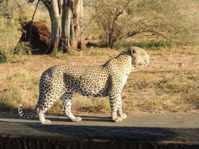 Full-Day Game Drive with Pickup