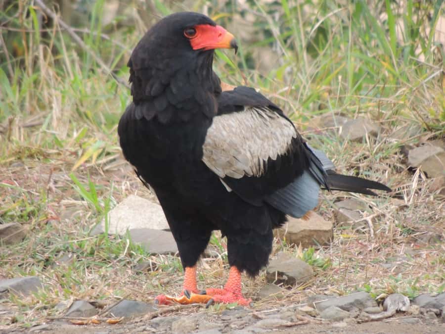 Kruger National Park: Full-Day Game Drive with Pickup - Birdlife, Not Just Big Cats