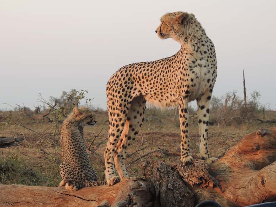 Kruger National Park: Full-Day Game Drive with Pickup - Rules That Keep the Safari Safe and Respectful