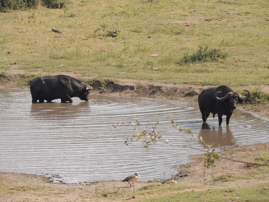 Kruger National Park: Full-Day Game Drive with Pickup - Price, Conservation Fees, and Real Value at Around $109