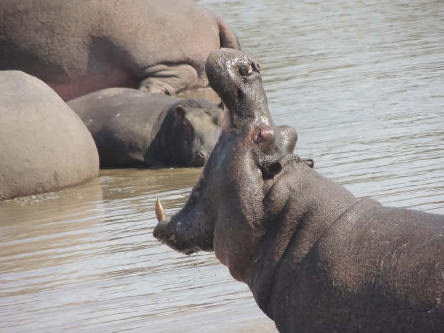 Kruger National Park: Full-Day Game Drive with Pickup - Who Should Book This Full-Day Kruger Drive