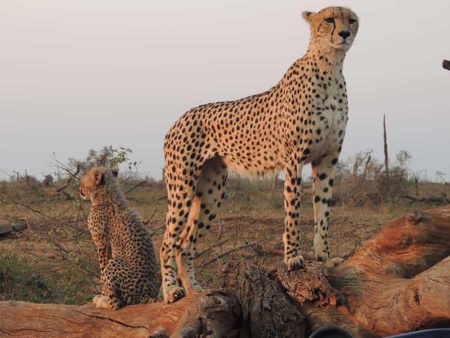 Kruger National Park: Full-Day Game Drive with Pickup - My Booking Call: Should You Choose This Kruger Tour?