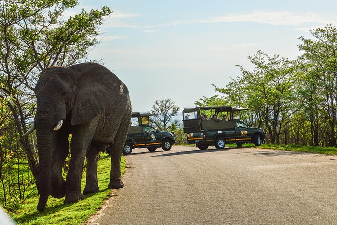 Kruger National Park Full Day Private safari - Hazyview to Kruger, with a private day that actually fits wildlife timing
