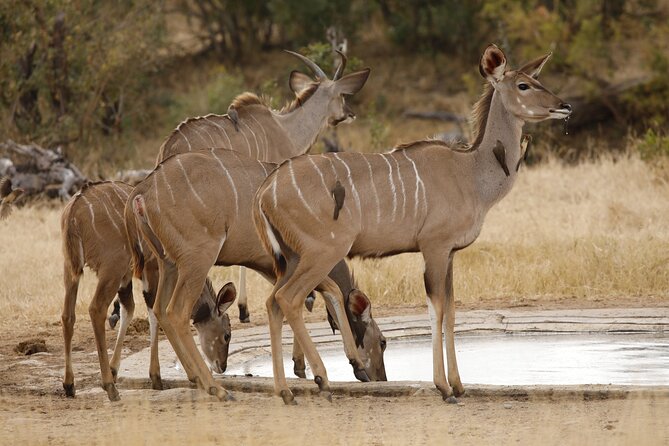 Kruger National Park Full Day Private safari - Price and value: what you pay covers the core safari, but extras exist