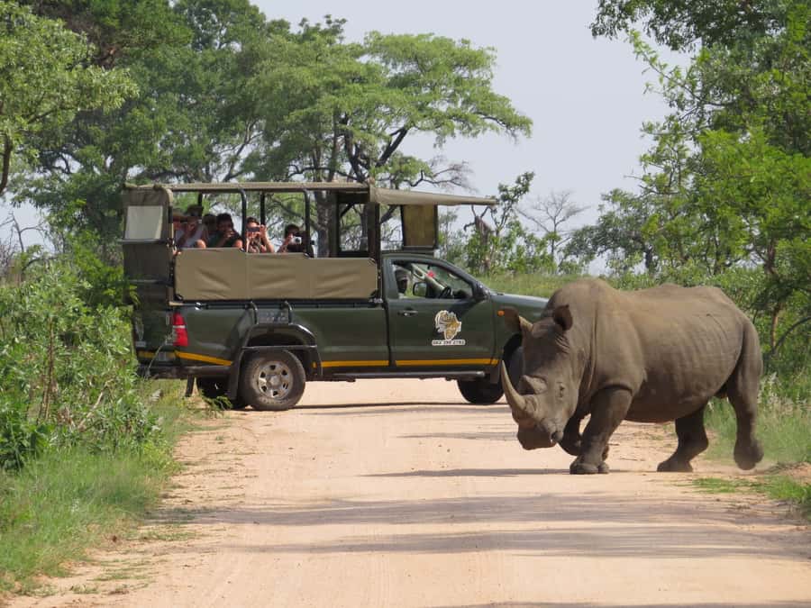 Kruger National Park: Full-Day Private Safari With Pickup - Why a private 10-hour Kruger safari beats self-drive