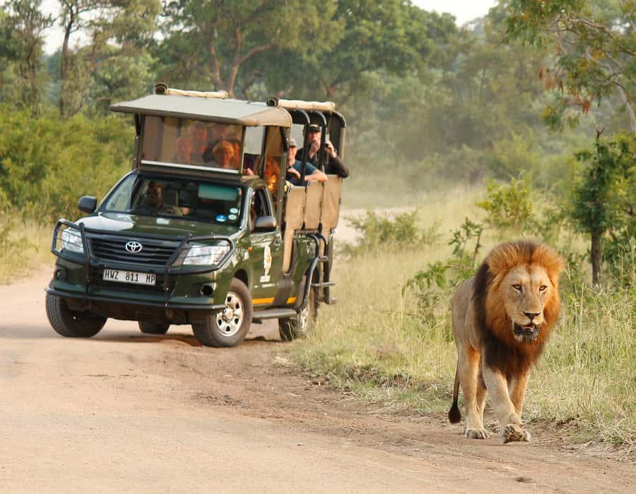 Kruger National Park: Full-Day Private Safari With Pickup - Pickup from Hazyview lodges and Kruger gates, and what it means for your day