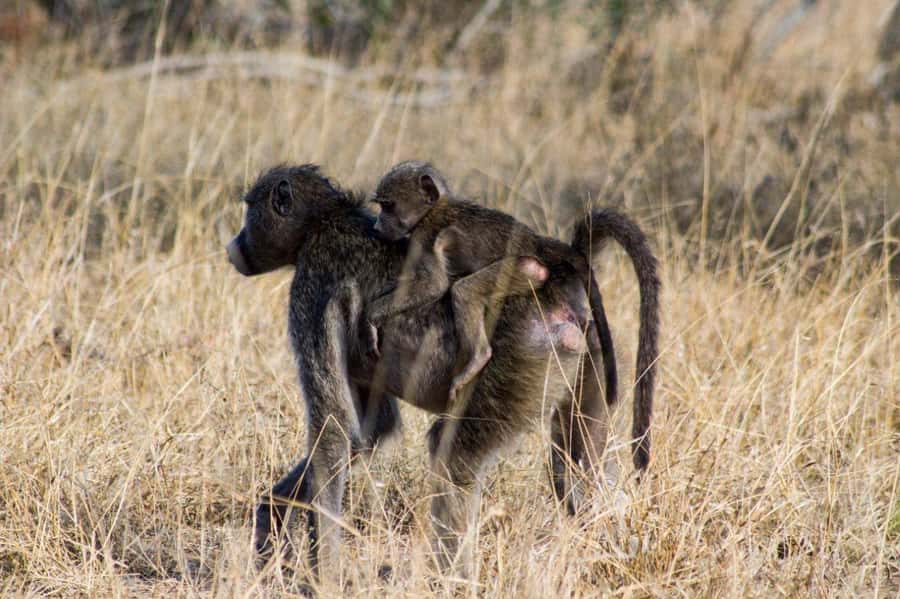 Kruger National Park Full-Day Safari - Best fit: who should book this Kruger full-day safari