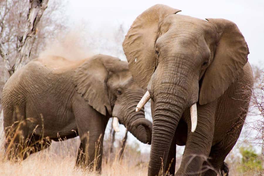 Kruger National Park Full-Day Safari - Kruger at first light, why a guided full day works