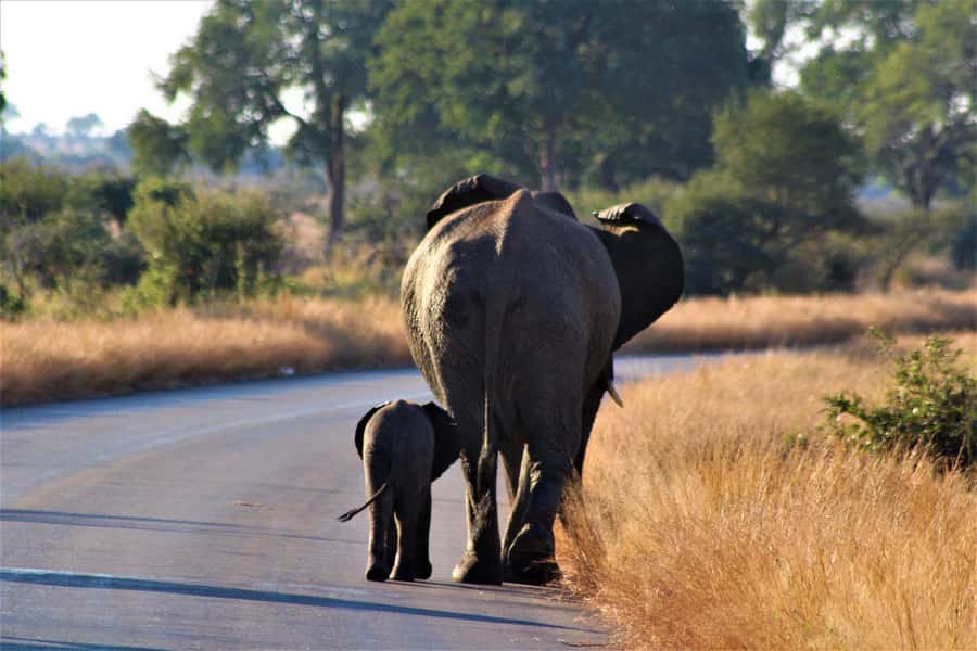 Kruger National Park Full-Day Safari - Open safari vehicle vs air-conditioned comfort, choose your style